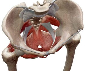 Core-Tex Sit for Pelvic Floor Therapy Core-Tex Sit for Pelvic Floor Therapy